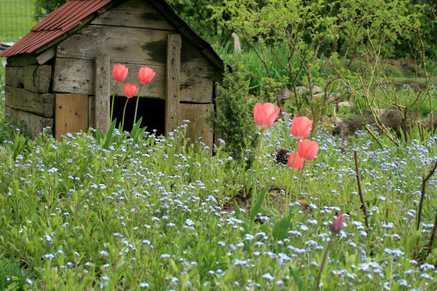 istock A garden composition of spring flowers. 1173526004