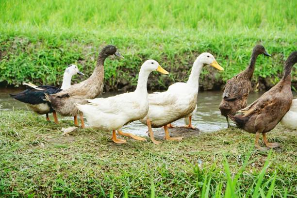 istock Duck farm in Bali, Indonesia 1173526099