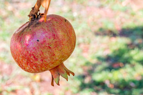 istock close up pomegranates on tree banches in green nature. 1173526279