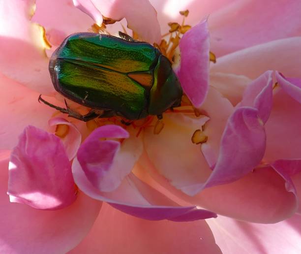 Golden cetonia on a rose, Greece