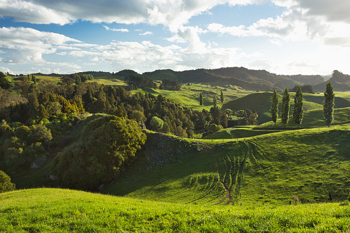 Rolling hills and distant countryside mist in New Zealand's Waikato region on the North Island.
