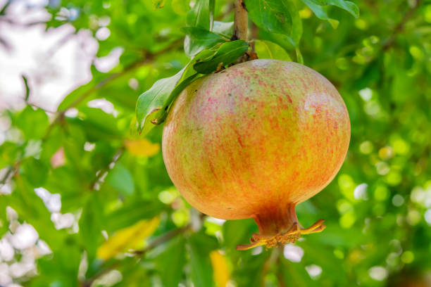 istock close up pomegranates on tree banches in green nature. 1173526686