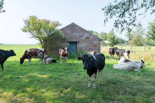 istock black and white cows in meadow between aurich and leer in lower saxony 1173527769