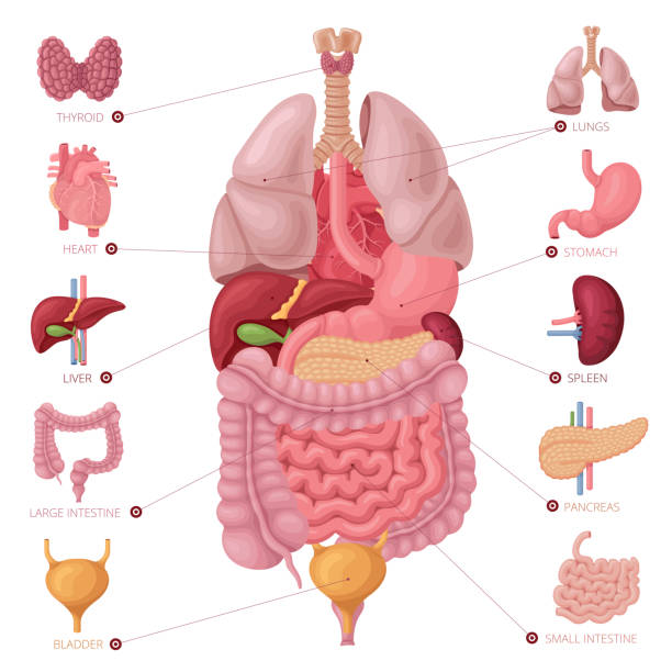 menschliche innere organe. anatomie-vektor. - leber anatomiebegriff stock-grafiken, -clipart, -cartoons und -symbole