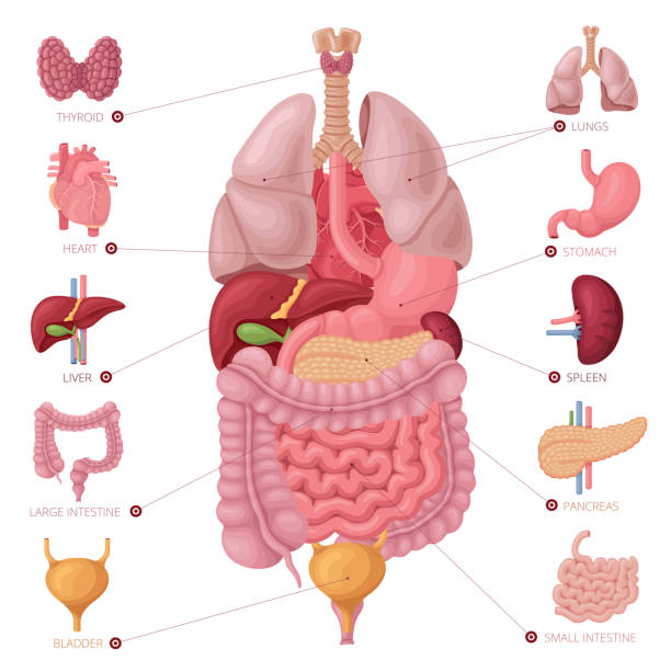 illustrazioni stock, clip art, cartoni animati e icone di tendenza di organi interni umani. vettore anatomico. - organo interno