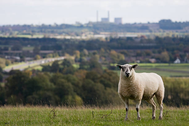 istock Sheep on hillside with powerplant in the background 117352999