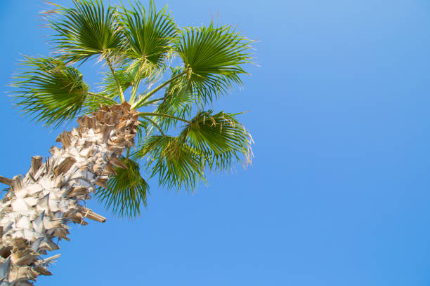 istock Palm tree on a background of blue, clear sky. Tropical background 1173531208