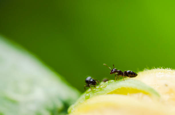istock close up of ant 1173531442