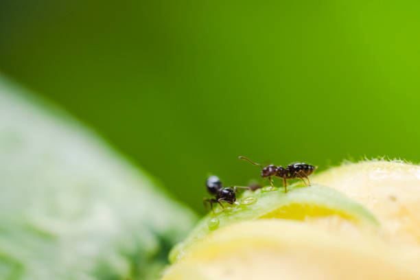 Close up of ants looking for food with green background