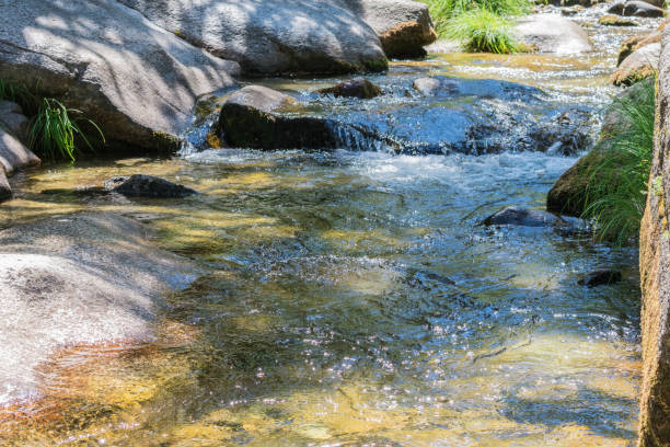 istock mountain river between stones and vegetation in summer time 1173531547
