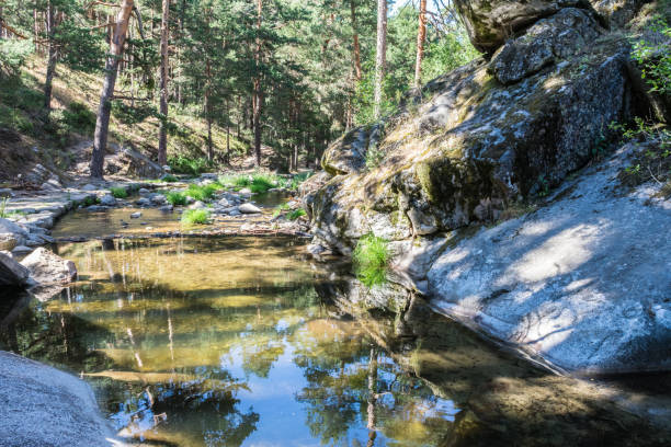 istock mountain river between stones and vegetation in summer time 1173531629