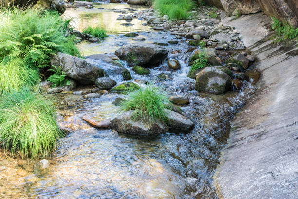 istock mountain river between stones and vegetation in summer time 1173531638