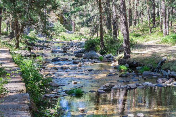 istock mountain river between stones and vegetation in summer time 1173532494
