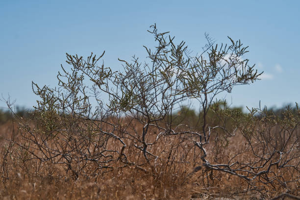 istock Savanna desert tree shrub, close-up. bush on nature park 1173532648