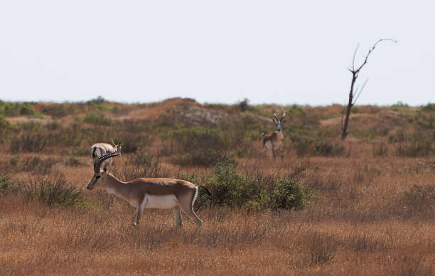 istock Springbok, sand gazelle (Gazella marica), Arabian Peninsula 1173532902