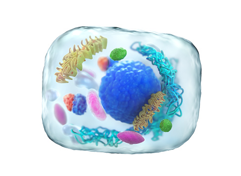 Biology concept. Cell division under the microscope isolated on a white.  3d illustration