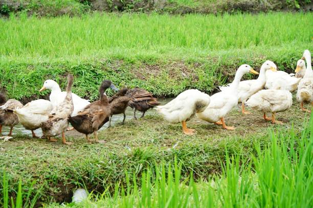 istock Duck farm in Bali, Indonesia 1173538391