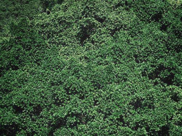 istock Green tree forest in the natural 1173539531