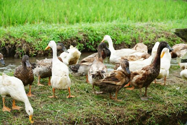 istock Duck farm in Bali, Indonesia 1173539721