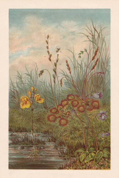 1894년에 출판된 이�탄 보그, 크로몰리토그래프의 육식 식물 - chromolithograph stock illustrations