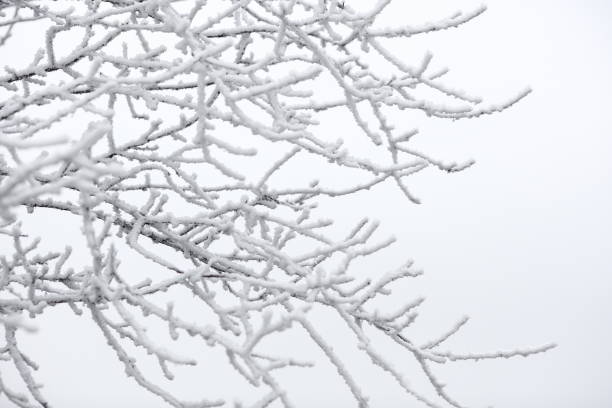 Winter Scene Frost-covered tree branch. wintry landscape january december landscape stock pictures, royalty-free photos & images