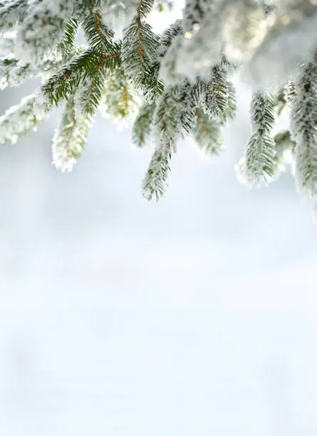 Photo of Christmas Winter Background with Snow