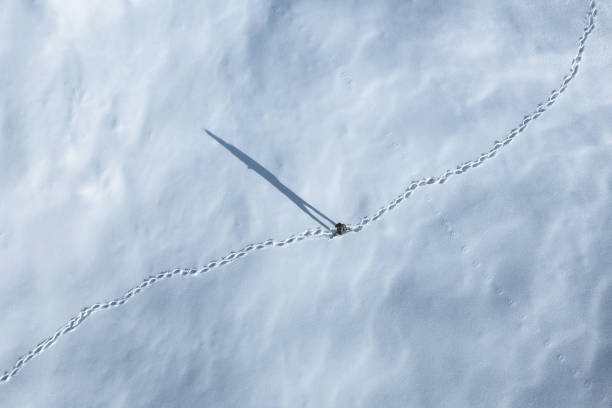 winterwanderung - winter cold footpath footprint stock-fotos und bilder