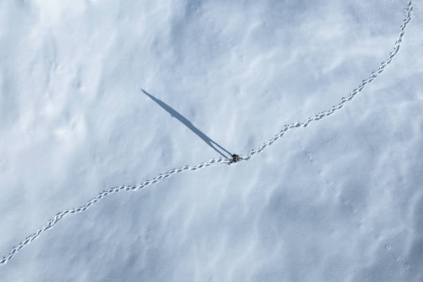 randonnée d'hiver - winter cold footpath footprint photos et images de collection