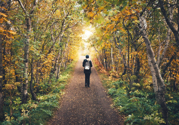 Woman walking through the autumn colored birch forest in North Iceland.