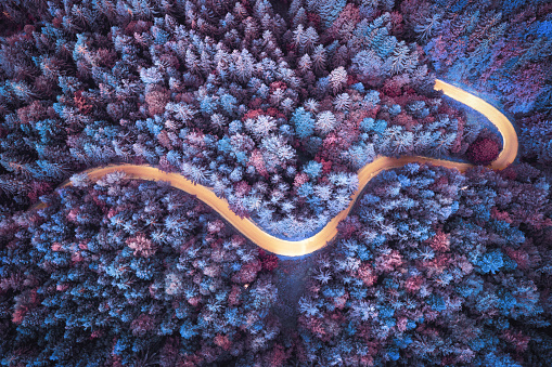 Golden road in surreal colorful forest. Aerial view.