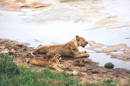 Lioness and lion cub resting by the river, Tarangire National Park in Tanzania.
