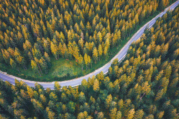 droga przez las sosnowy - asphalt country road dividing line road marking zdjęcia i obrazy z banku zdjęć