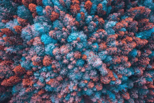 Surreal colorful forest. Aerial view.