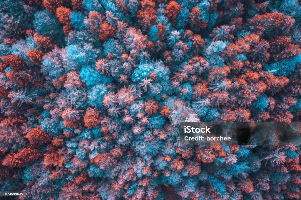 Красочный лес - Стоковые фото Природа роялти-фри