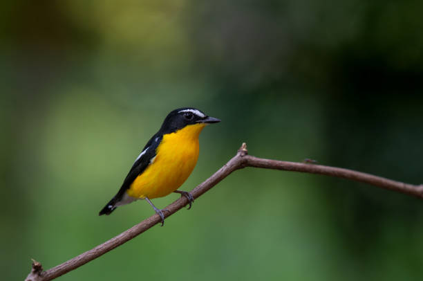 istock Yellow-rumped Flycatcher (Ficedula zanthopygia), Beautiful bird in Thailand 1173544913