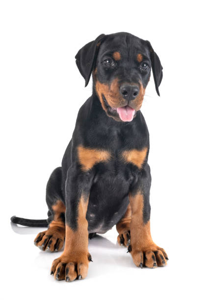 istock puppy Doberman Pinscher 1173545995