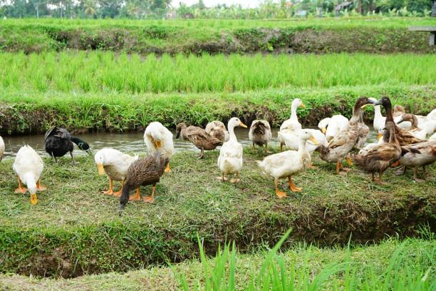 istock Duck farm in Bali, Indonesia 1173546006