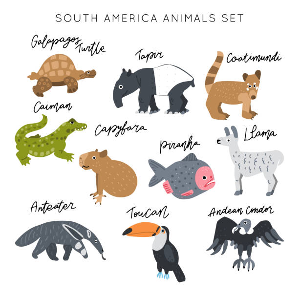 South America Animals Set Vector Stock Illustration - Download Image Now -  Caiman, Anteater, Cartoon - iStock