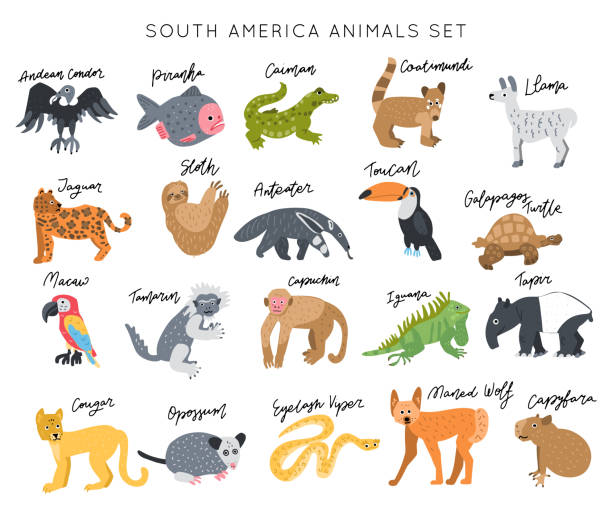 illustrazioni stock, clip art, cartoni animati e icone di tendenza di vettore impostato dagli animali di south america - coati