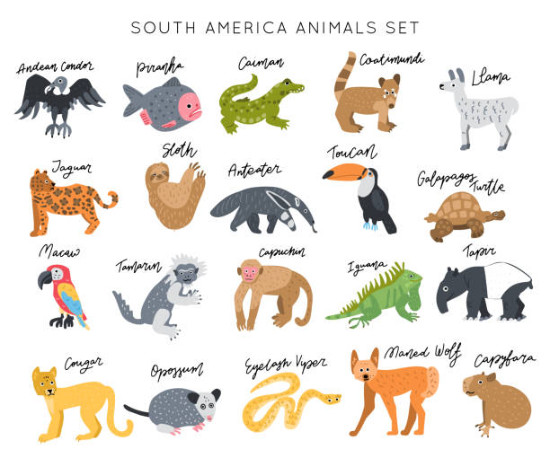 ilustrações, clipart, desenhos animados e ícones de vetor ajustado dos animais de ámérica do sul - coati