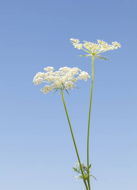 istock Daucus carota two flowers 1173546562