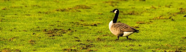Wild geese on the meadow nibbling the grass, green juicy grass, wild birds