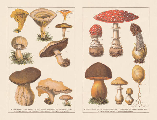 Edible and poisonous mushrooms, chromotypogravures, published in 1894 Edible mushrooms, left: 1) Golden chanterelle mushroom (Cantharellus cibarius); 2) Saffron milk cap (Lactarius deliciosus), cross section (2a) and young mushroom (2b), 3) Meadow mushroom (Agaricus campestris), young mushroom, 3a) mature mushroom; 4) Penny bun (Boletus edulis); 5) Wood hedgehog (Hydnum repandum). Toxic mushrooms, right: 1) Fly agaric (Amanita muscaria), old mushroom; 1a) young mushroom; 2) Stinkhorn (Phallus impudicus), old mushroom; 2a) young mushroom; 3) Scarletina bolete (Neoboletus luridiformis); 4) Death cap (Amanita phalloides). Chromotypogravures, published in 1894. amanita stock illustrations