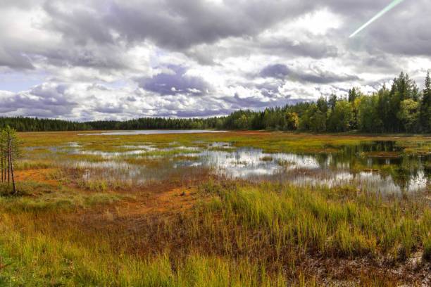 istock swamp in Lapland, Finland 1173550548