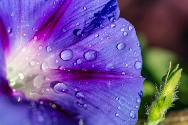 istock garden bindweed flower closeup 1173550723