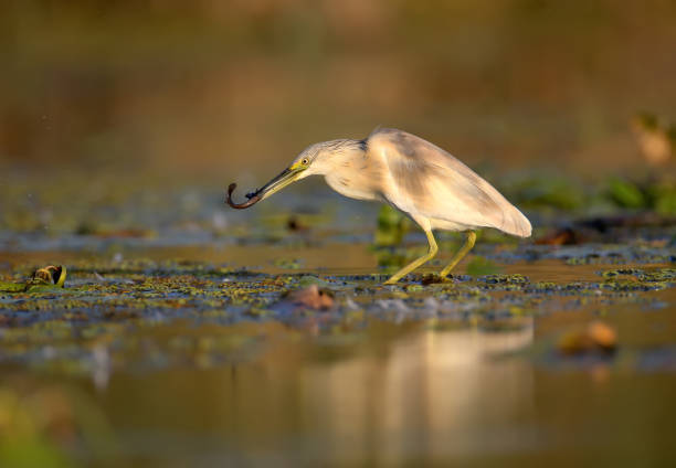 istock About the life of squacco heron (Ardeola ralloides) 1173550950