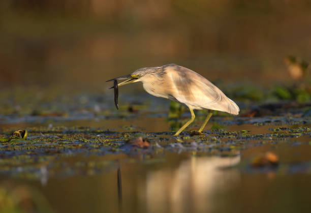 istock About the life of squacco heron (Ardeola ralloides) 1173550962