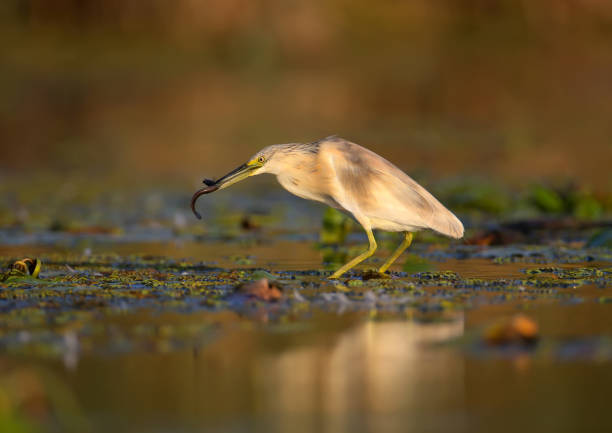 istock About the life of squacco heron (Ardeola ralloides) 1173550964