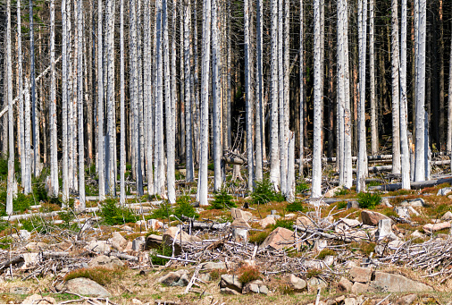 Bark beetle disaster in the Harz National Park