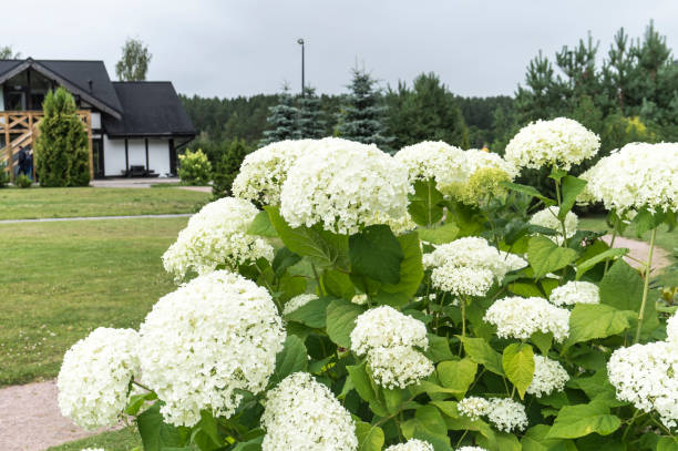 istock White beautiful hydrangea flowers in a scandinavian garden. 1173556196